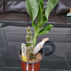 Clowesetum (Clo.) Black Jade