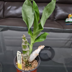 Clowesetum (Clo.) Black Jade