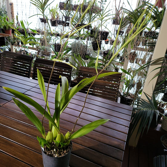 TOP  (Flowering Now) Brassia verrucosa