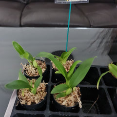 Oncidium Ronaele 'Roxy' AM/AD/ AOC X Onc. Jiaho Queen