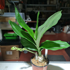 ( In Spike Now) Mormodia Painted Desert' SVO' HCC/AOS X Catasetum Callosum 'Black Lip' AM/AOS