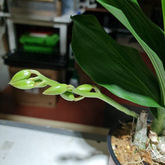 ( In Spike Now) Mormodia Painted Desert' SVO' HCC/AOS X Catasetum Callosum 'Black Lip' AM/AOS