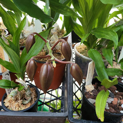 ( In Spike Now) Mormodia Painted Desert' SVO' HCC/AOS X Catasetum Callosum 'Black Lip' AM/AOS