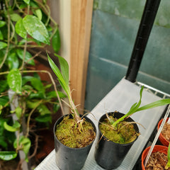 TOP - Clowesia Rebecca Northern 'Grapefruit Pink' × Ctsm. Expansum