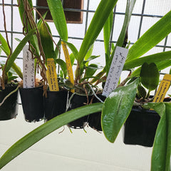 L. Purpurata v. Tipo Giant x Purpurata v. Striata