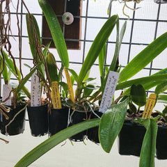 L. Purpurata v. Tipo Giant x Purpurata v. Striata