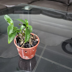 Dendrobium Angel Baby ‘Green Ai’ Nobile Type Bloom size Small grower Fragrant