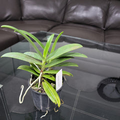 Aerangis Cryptodon ( Fragrant Species )