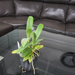 Aerangis Cryptodon ( Fragrant Species )