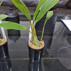 Coelogyne Speciosa ( Highhly Fragrant Species )