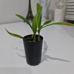 TOP Encyclia oakland