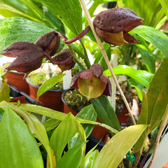 ( In Spike Now) Ctsm. Pileatum V. Imperale 'SVO Blood Red' X Ctsm. Tenebrosum 'ED Wise#2'