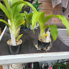 Clowesia Jumbo Grace Fragrant