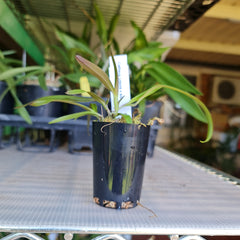 TOP - Cattleya luteola 'Quintal' 4N (Miniature Species)