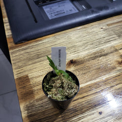 TOP Monneria Jumbo delight ( Fragrant )