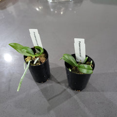 Phalaenopsis Parishii (Fragrant Species)