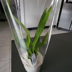 Oncidium Tsiku Marguerite