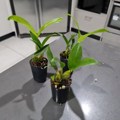 Den. Alexandrae X Den. Pacificum 'First One'