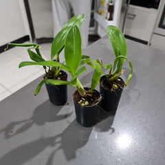 Den. Excelsa (Den. macrophyllum x Den. convolutum) Latourea Type