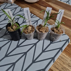 Pack of 4 Catasetum Varieties (SPECIAL!!!)