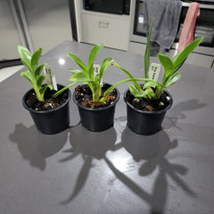 Miltoniopsis Breathless Brilliant