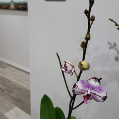 Phalaenopsis 'Magic Art' - FLOWERING NOW! SPECIAL