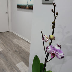 Phalaenopsis 'Magic Art' - FLOWERING NOW! SPECIAL