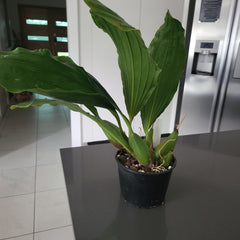 Coelogyne Celebensis (Fragrant Species)