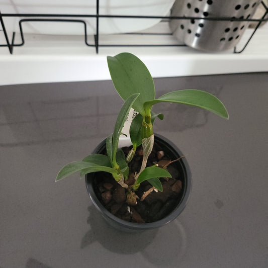 Dendrobium Mousmee