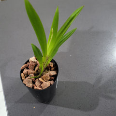 IN SPIKE! Tolumnia Golden Sunset 'Brownie' (Miniature)