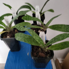 Paph. Venustum '601' x Paph. Venustum 'Twin'