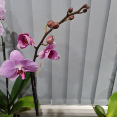 Phalaenopsis 'Gentle Eminence' - FLOWERING NOW!!! MERICLONED