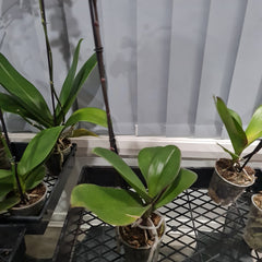 Phalaenopsis 'Gentle Eminence' - FLOWERING NOW!!! MERICLONED