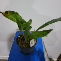 Stanhopea Connata (Fragrant Species)