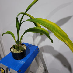 Lycaste Rachel X Luminosa (Fragrant)