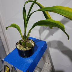 Lycaste Rachel X Luminosa (Fragrant)