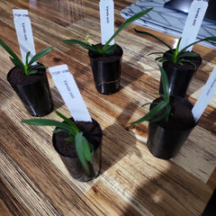 Vanda ustii (Species from Philippines)