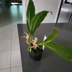 Coelogyne assamica (Species)