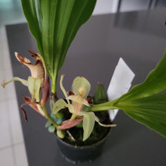 Coelogyne assamica (Species)