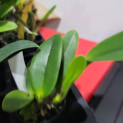 Cattleya “Queen Sirikit” (Fragrant)