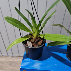 Paph. Sanderiana 'Red Pouch' x Paph. Mem Joan Levy 'Exotic Dancer' (Multifloral Slipper Orchid)