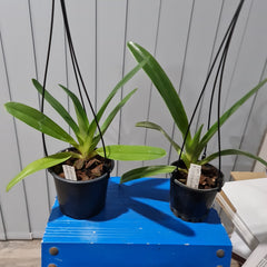 Paph. Sanderiana 'Red Pouch' x Paph. Mem Joan Levy 'Exotic Dancer' (Multifloral Slipper Orchid)