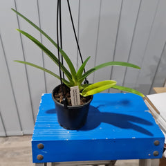 Paph. rothschildianum x sib ('Red King' x 'Humongous') Multifloral Type