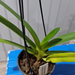 Paph. rothschildianum x sib ('Red King' x 'Humongous') Multifloral Type