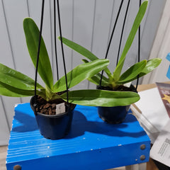 Paphiopedilum Angel Hair (P. St. Swithinx P.Sanderianum) (Flowering Size)