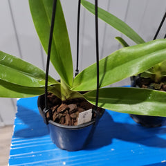 Paphiopedilum Angel Hair (P. St. Swithinx P.Sanderianum) (Flowering Size)