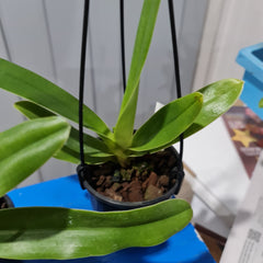 Paphiopedilum Angel Hair (P. St. Swithinx P.Sanderianum) (Flowering Size)
