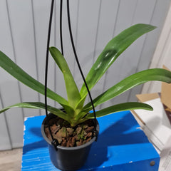 Paph. supardii (RARE SPECIES) FS PLANT
