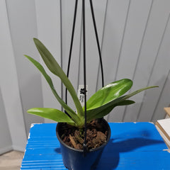 Paph. Hsinying Franz x Paph. anitum (Mature Plant)