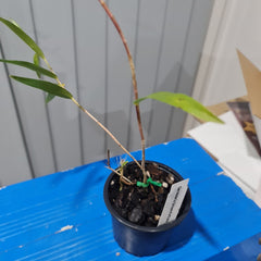 Oerstedella Schweinfurthiana (Epi. Schweinfurthiana) VERY HARD TO FIND